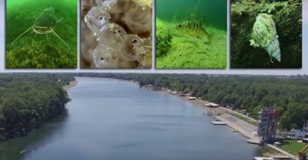 TAJNE DUBINA ADE CIGANLIJE: Svi se ovde kupate, a ne znate kakva sve "ČUDOVIŠTA" žive u njoj (FOTO)