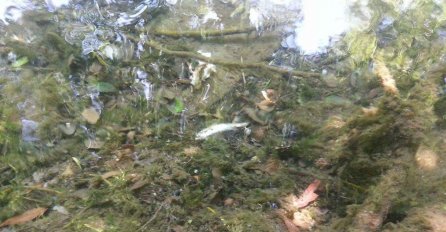 U BH. RIJECI PLUTA VEĆA KOLIČINA RIBE - RAZLOG NEPOZNAT!(FOTO)