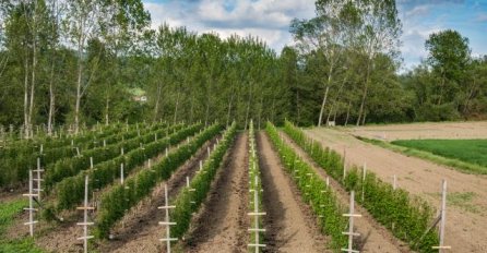 ARILJE: Tuča malinara i otkupljivača