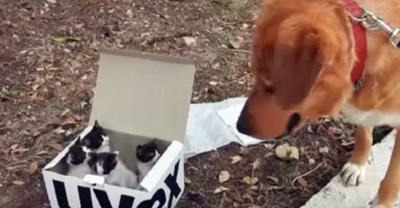 Pas je pronašao kutiju sa napuštenim mačićima i istog trena postao najbolji "tata" na svijetu (VIDEO)