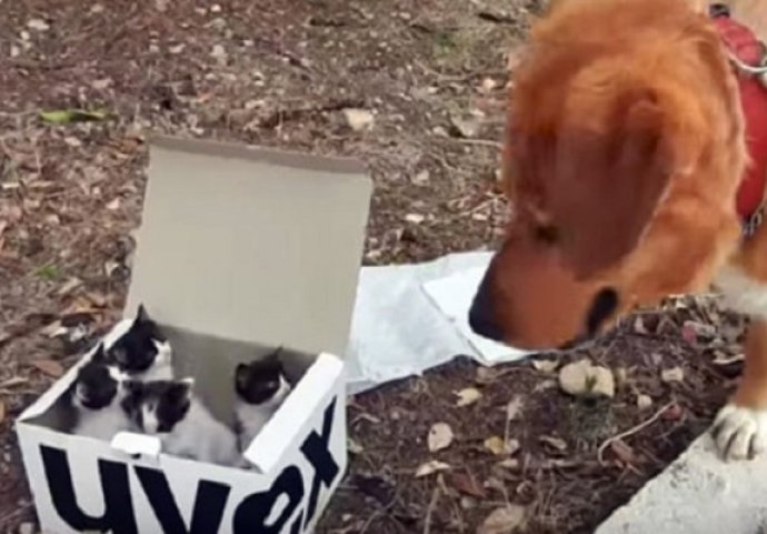 Pas je pronašao kutiju sa napuštenim mačićima i istog trena postao najbolji "tata" na svijetu (VIDEO)