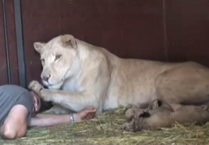Ušao je u kavez s lavicom i njezinim novorođenim mladunčadima, pogledajte kako je ona reagirala! (VIDEO)