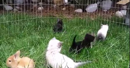 Ove mace su odrasle sa zečevima: Kada vidite kako hodaju, plakat ćete od smijeha! (VIDEO)