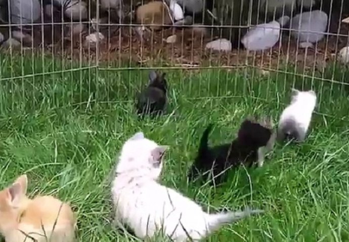 Ove mace su odrasle sa zečevima: Kada vidite kako hodaju, plakat ćete od smijeha! (VIDEO)