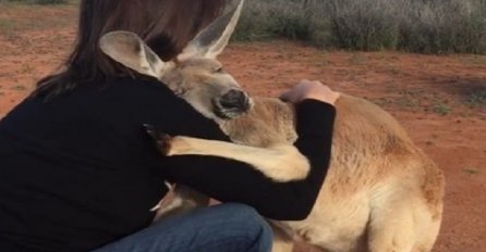 Ovaj kengur svako jutro iskazuje svoju zahvalnost i garantujemo da je to najbolja stvar koju ste vidjeli danas! (VIDEO)