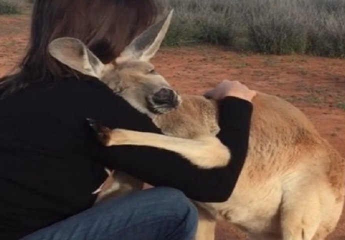 Ovaj kengur svako jutro iskazuje svoju zahvalnost i garantujemo da je to najbolja stvar koju ste vidjeli danas! (VIDEO)