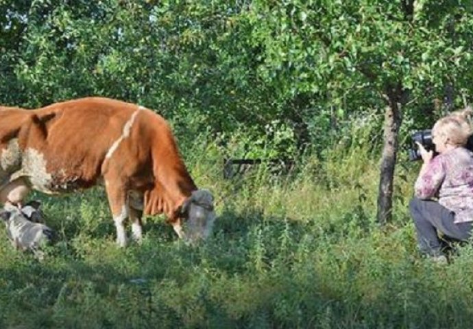  ČUDO U SRPSKOM SELU: Dva praseta sisaju kravu (FOTO)