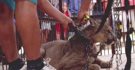 Planinski lav je bio vezan preko 20 godina, pogledajte njegovu reakciju nakon što je konačno oslobođen (VIDEO)