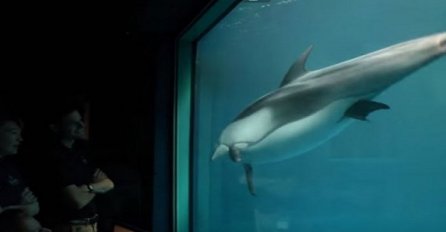 Delfin je uznemireno plivao u akvariju: Ono što se događa nekoliko trenutaka kasnije je pravo čudo prirode! (VIDEO)