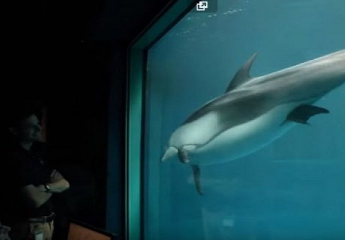 Delfin je uznemireno plivao u akvariju: Ono što se događa nekoliko trenutaka kasnije je pravo čudo prirode! (VIDEO)