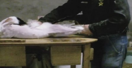 Svakodnevnica u Francuskoj: Tijelo živog zeca stavljaju na stol, a onda mu čupaju krzno! (VIDEO)