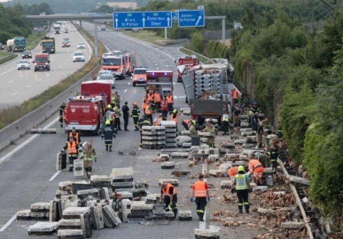 LINZ: Hiljade kokoški blokiralo autoput u Austriji