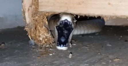 UGRIZ KOJI UBIJA: U kuću im je ušla najopasnija zmija na svijetu, a ostatak ćete posmatrati u nevjerici (VIDEO)