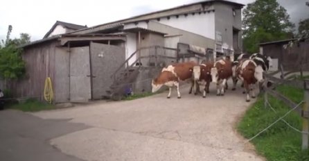 Ove krave su spašene od klanja, ono što su uradile kad su puštene je neopisivo (VIDEO)