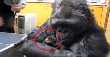 Ko bi rekao da je lekciju nježnosti moguće naučiti od velike gorile? (VIDEO)
