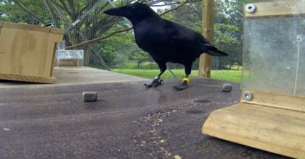 Ovo je najpametnija ptica koju ste ikad vidjeli, pogledajte zašto! (VIDEO)