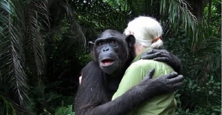 Pripremite maramice: Ono što je ova čimpanza uradila je srceparajuće i ostavlja bez teksta (VIDEO)