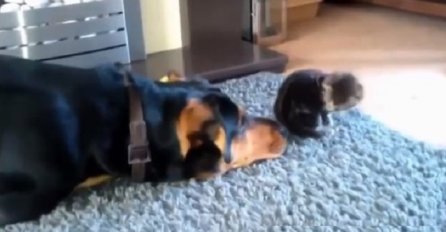 Smijeh do suza: Ovaj pas pokušava da se sprijatelji s mačkom ali mu ne ide nikako! (VIDEO)