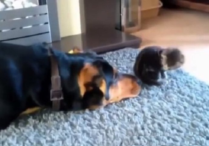 Smijeh do suza: Ovaj pas pokušava da se sprijatelji s mačkom ali mu ne ide nikako! (VIDEO)