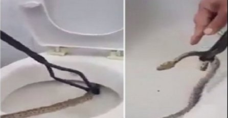 Zmija im se zavukla u WC šolju, a onda je uslijedio neviđeni užas! (VIDEO)