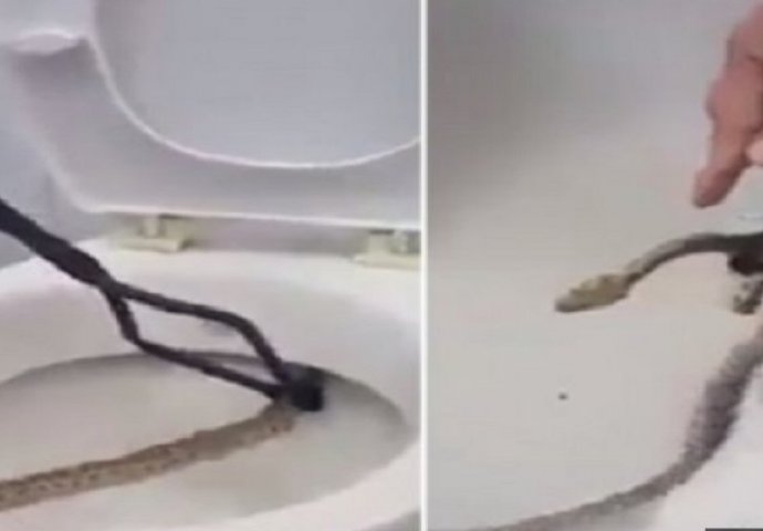 Zmija im se zavukla u WC šolju, a onda je uslijedio neviđeni užas! (VIDEO)