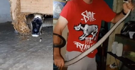 U kuću im se uvukla CRNA MAMBA! Ako imate hrabrosti pogledajte snimak hvatanja najotrovnije zmije na svijetu (VIDEO)