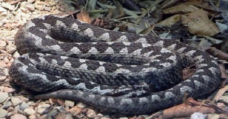 Makedonski naučnici rasporili zmiju pa se šokirali onim što su našli u njoj (VIDEO)