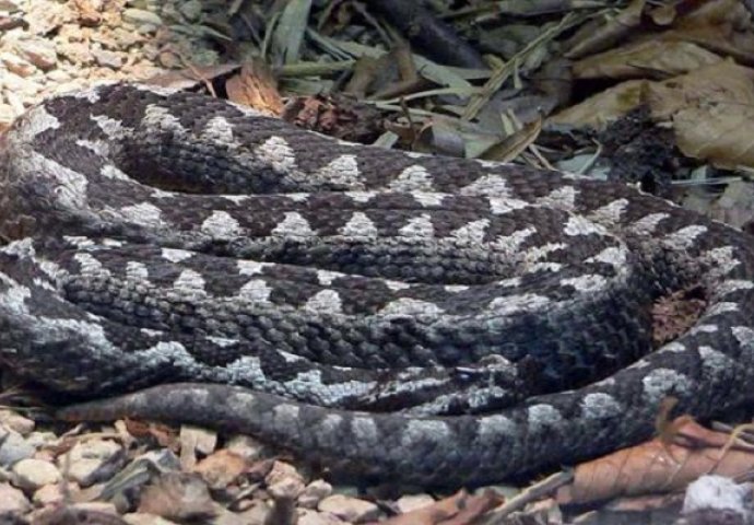 Makedonski naučnici rasporili zmiju pa se šokirali onim što su našli u njoj (VIDEO)