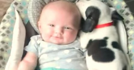 Beba i mali Pitbull su najbolji prijatelji, ne mogu zaspati jedni bez drugoga! (VIDEO)