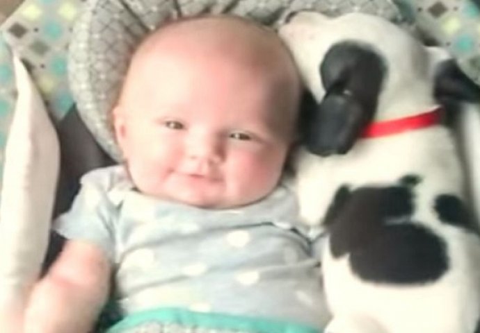 Beba i mali Pitbull su najbolji prijatelji, ne mogu zaspati jedni bez drugoga! (VIDEO)