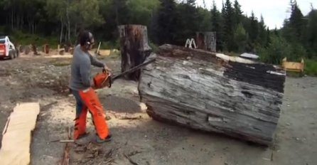Uzeo je motorku i krenuo da reže ogromno drvo: Kada pogledate krajnji ishod, nećete vjerovati vlastitim očima! (VIDEO) 