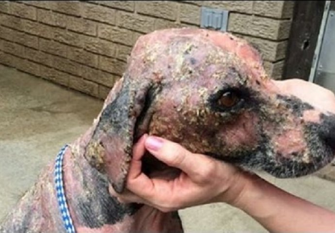 Zapušteni pas je bio bez ijedne dlake kad su ga pronašli, ali nakon spašavanja je neprepoznatljiv! (VIDEO)