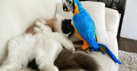 Mačka prvi put upoznaje papagaja, njena reakcija je legendarna! (VIDEO)