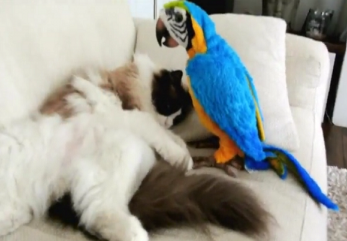 Mačka prvi put upoznaje papagaja, njena reakcija je legendarna! (VIDEO)