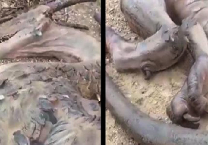 Ovaj čovjek je uvjeren da je pronašao mrtvog zmaja na napuštenom otoku (VIDEO)