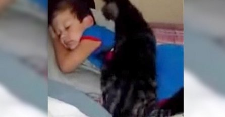 Dječak se vratio iz ljetnog kampa, reakcija mačke je iznenadila čak i majku (VIDEO) 