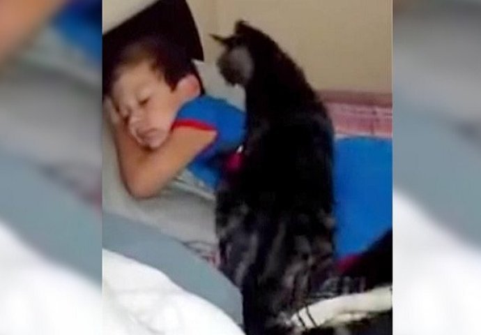 Dječak se vratio iz ljetnog kampa, reakcija mačke je iznenadila čak i majku (VIDEO) 