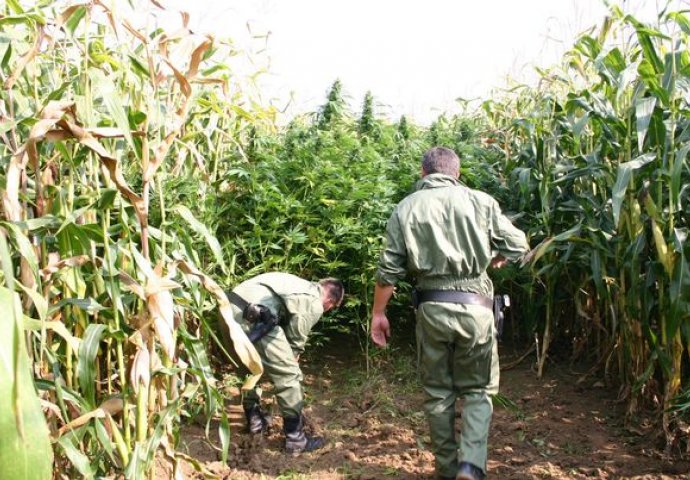 Policajci otkrili plantažu  marihuane, evo koju su PORUKU ostavili uzgajivačima (FOTO)