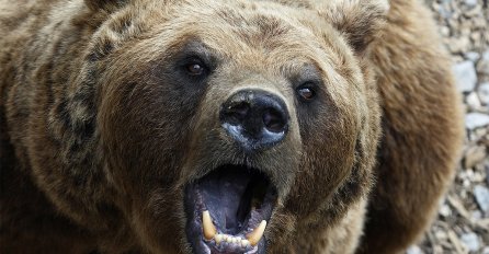 Ovaj momak je čuo krckanje i shvatio da mu je glava u čeljustima medvjeda (FOTO)