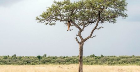 FOTOGRAFIJA KOJA JE MNOGIMA ZADALA GLAVOBOLJU: Nema šanse da uočite leoparda na njoj!