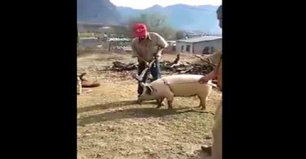Uzeo je sjekiru i krenuo da njome udari svinju po glavi, nećete vjerovati šta će mu se dogoditi par sekundi kasnije (VIDEO)