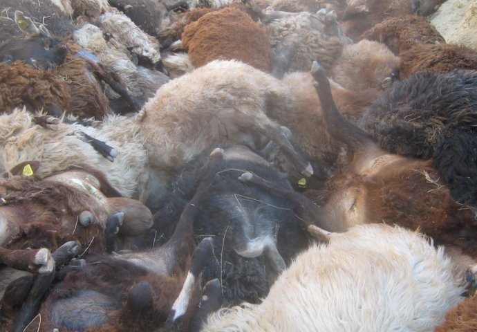 TRAGEDIJA ZAPREPASTILA SVIJET: 80 ovaca izvršilo samoubistvo u isto vrijeme, pastir bio bespomoćan (VIDEO)