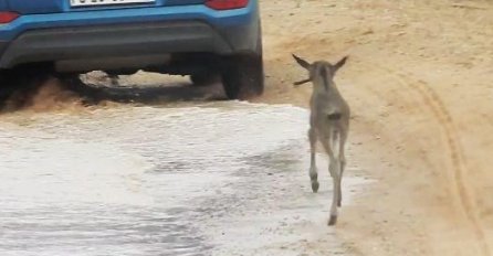 Mladunče trčalo za autom misleći da mu je ono mama! (VIDEO)