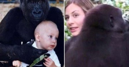 Beba je odrasla sa gorilama: 12 godina kasnije, oni su se ponovo sreli u džungli! (VIDEO)