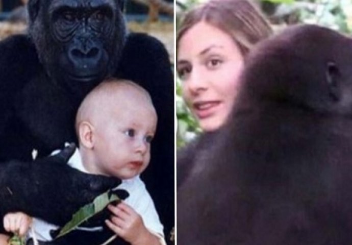 Beba je odrasla sa gorilama: 12 godina kasnije, oni su se ponovo sreli u džungli! (VIDEO)