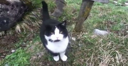 Mačka pokazala čovjeku put niz planinu nakon što se izgubio (VIDEO)