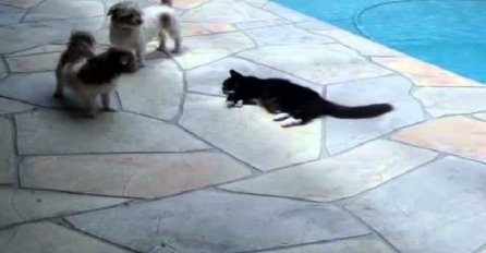 Mačka je odmarala pored bazena a psi su je uporno uznemiravali, njena osveta će vas oduševiti (VIDEO)