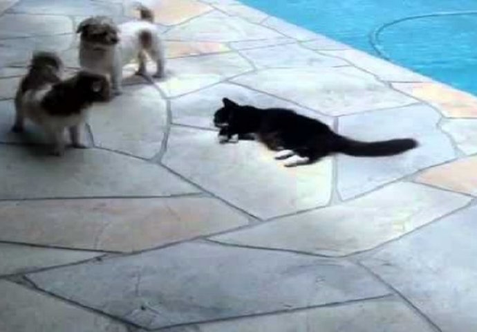 Mačka je odmarala pored bazena a psi su je uporno uznemiravali, njena osveta će vas oduševiti (VIDEO)