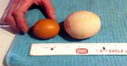 Ušao je u kokošinjac i tamo našao jedno džinovsko jaje, čekajte da vidite kada je razbio ljusku (VIDEO) 