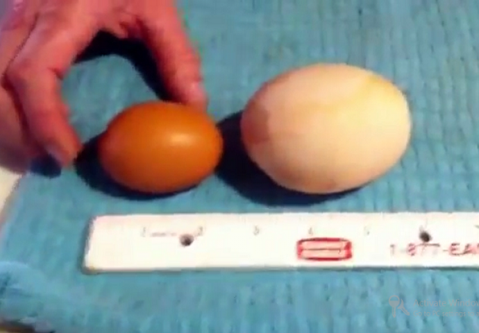 Ušao je u kokošinjac i tamo našao jedno džinovsko jaje, čekajte da vidite kada je razbio ljusku (VIDEO) 